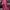 Beanpole Coquette Casual Backpack Wanita pink photo 3