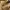 Everbest Luxury Heels Wanita gold photo 1