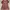Casual Going out dress Wanita burgundy photo 1
