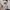 Polham Vintage Harrington jacket Pria cream photo 2