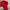 Polo Ralph Lauren Luxury Polo shirt Pria red black photo 2