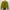 Casual Crop top Wanita yellow photo 1