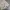 Sportswear Windbreaker Pria gray photo 4