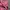 Lacoste Casual Cami top Wanita pink photo 2