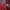 Adidas Casual Track jacket Pria red photo 8