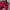 Adidas Casual Track jacket Pria pink photo 3