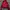 Adidas Casual Track jacket Pria pink photo 1