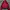 Adidas Casual Track Jacket Pria Pink