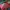 Dickies Streetwear Sweatshirt Pria red gray photo 2