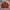 Japanese brand Casual Cardigan Pria orange photo 2
