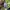 Adidas Casual Hoody Pria green photo 6