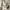 Golden Goose Luxury Sneakers Wanita white photo 4