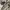 Golden Goose Luxury Sneakers Wanita white black photo 3