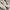 Golden Goose Luxury Minimalist Sneakers Pria white navy photo 3