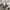 Golden Goose Luxury Minimalist Sneakers Wanita white tan photo 3