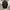 Luxury Casual Polo shirt Pria brown photo 1