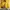 The North Face Vintage Casual Puffer jacket Pria gold yellow photo 2