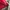 Nike Sportswear Jersey Pria white red photo 5