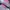 On Running Sportswear Sneakers Wanita white pink photo 2