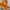 The North Face Gorpcore Biker Windbreaker Pria orange cream photo 6