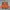 Adidas Luxury Hoody Pria orange photo 1