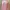 Lolita Cardigan Wanita pink photo 1