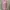 Lolita Cardigan Wanita pink photo 2