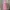 Coquette Babydoll dress Wanita pink photo 1