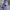 H&M Minimalist Casual Windbreaker Wanita purple photo 1