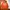 Casual Hoody Pria orange photo 1