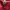 Adidas Y2K Casual Polo shirt Pria red photo 3