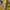 Adidas Streetwear Luxury T-shirt Pria yellow photo 6