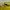 Adidas Sportswear T-shirt Pria yellow photo 5