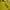 Adidas Sportswear T-shirt Pria yellow photo 4