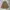 Dickies Streetwear Y2K Skirt Wanita tan photo 1