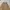 Dickies Streetwear Y2K Skirt Wanita tan photo 4