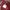 Streetwear Minimalist Crossbody Bag Wanita burgundy photo 4
