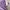 Uniqlo Casual T-shirt Wanita purple photo 4