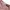 Goth Emo Short Wanita white orange photo 6