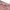 Goth Emo Short Wanita white orange photo 8