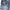 Colza Goth Emo Short Wanita white navy photo 6