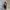 Goth Emo Short Wanita white navy photo 6