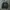 Champion Vintage Casual Sweatshirt Pria green photo 1