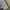 Dickies Casual Casual pants Pria khaki photo 5