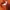 Lafuma Sportswear Vest Pria orange photo 4