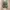 Asics Casual Sneakers Pria green photo 6