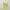 Fairy Coquette Evening dress Wanita green photo 2