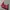 Prada Luxury Casual Crossbody Bag Wanita burgundy photo 1