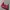 Prada Luxury Casual Crossbody Bag Wanita Burgundy