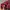 Prada Luxury Casual Crossbody Bag Wanita burgundy photo 4